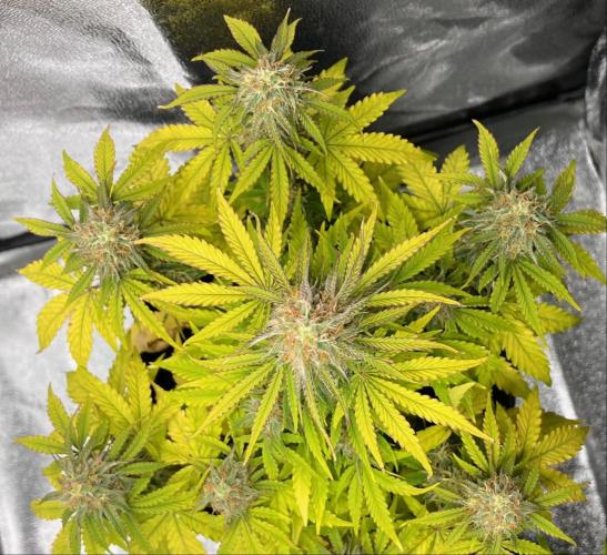 RQS Milky Way F1. Week 8