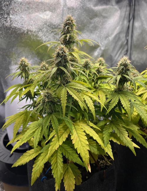 RQS Milky Way F1. Week 8