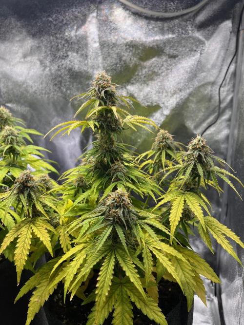 RQS Milky Way F1. Week 8