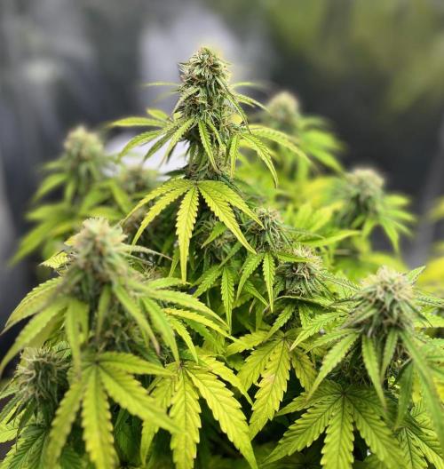 RQS Milky Way F1. Week 8