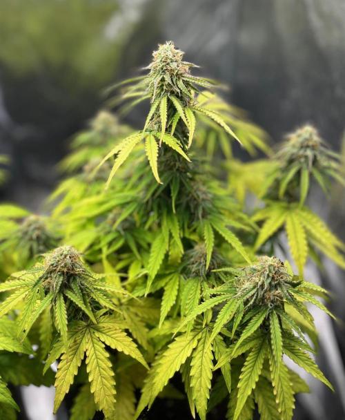 RQS Milky Way F1. Week 8