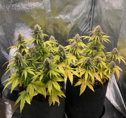 RQS Milky Way F1. Week 9