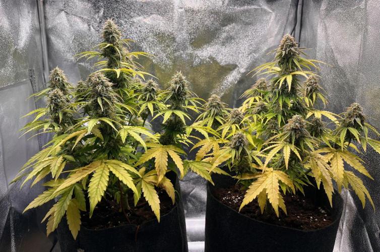 RQS Milky Way F1. Week 9