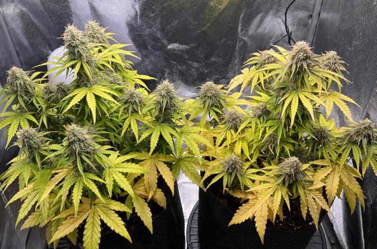 RQS Milky Way F1. Week 9