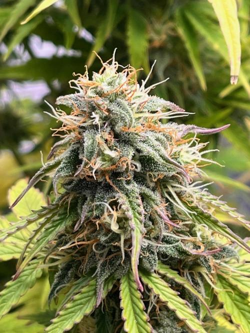 RQS Milky Way F1. Week 9