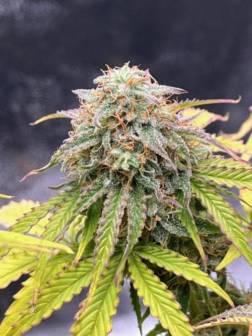 RQS Milky Way F1. Week 9