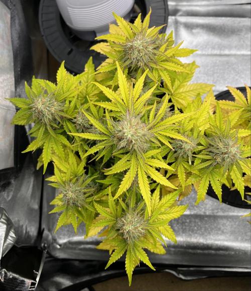 RQS Milky Way F1. Week 9