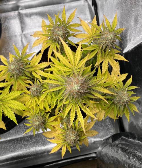 RQS Milky Way F1. Week 9