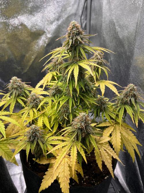 RQS Milky Way F1. Week 9