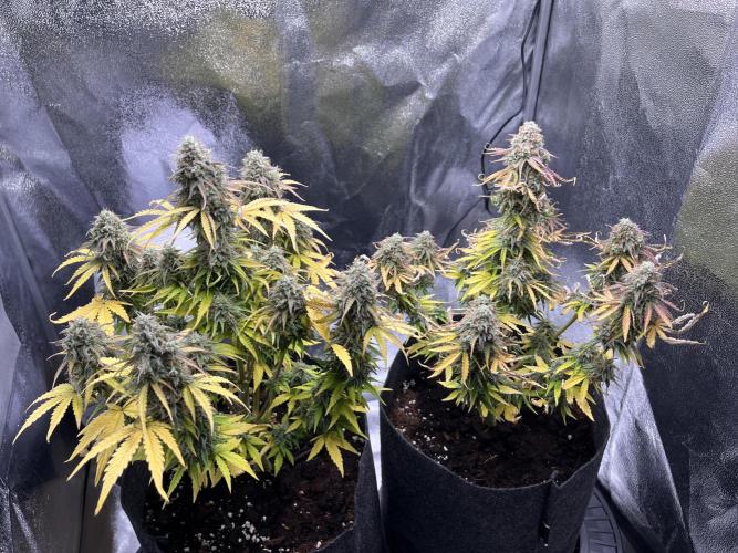 RQS Milky Way F1. Week 10