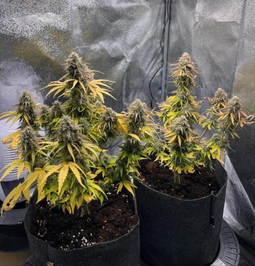 RQS Milky Way F1. Week 10