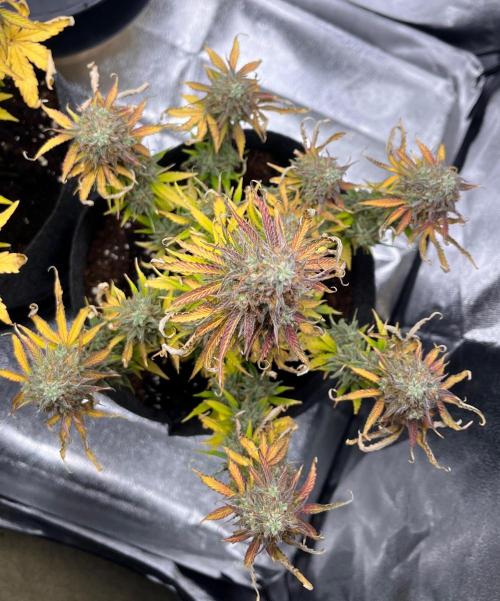 RQS Milky Way F1. Week 10