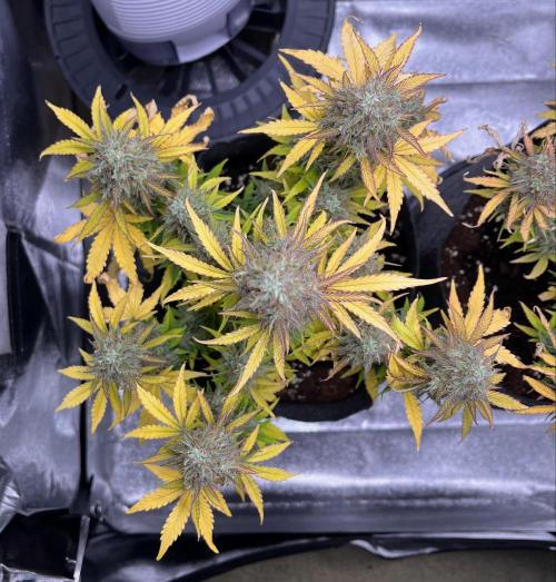 RQS Milky Way F1. Week 10