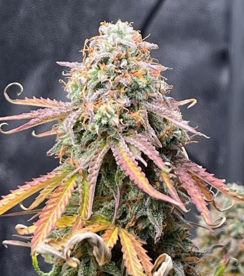 RQS Milky Way F1. Week 10