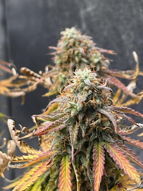 RQS Milky Way F1. Week 10