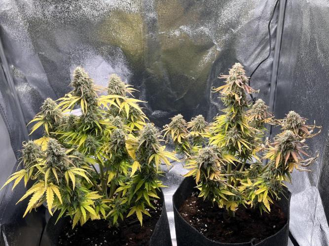 RQS Milky Way F1. Week 10