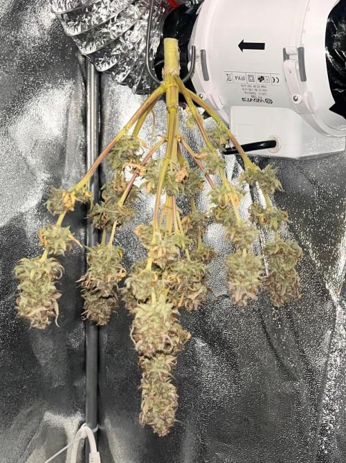 RQS Milky Way F1. Week 11