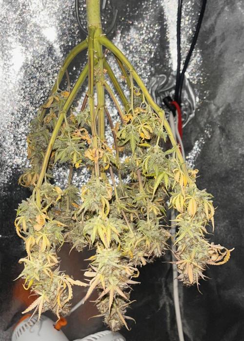 RQS Milky Way F1. Week 11