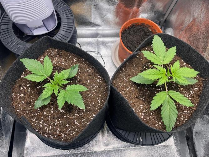 Apple Fritter Auto. Week 2