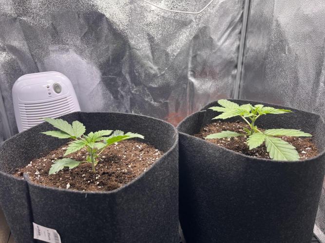 Apple Fritter Auto. Week 2