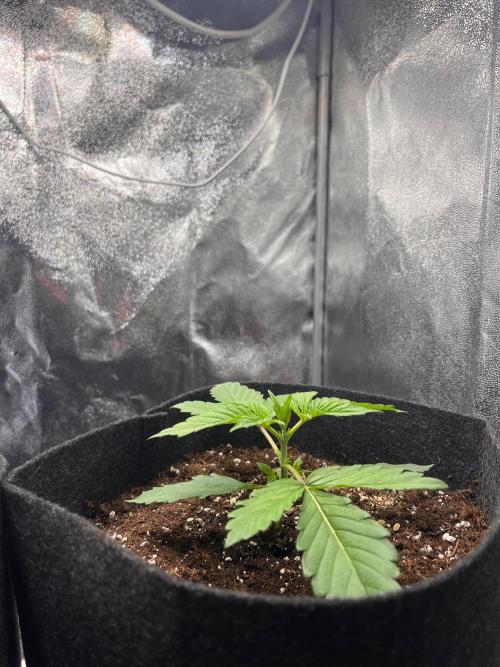 Apple Fritter Auto. Week 2