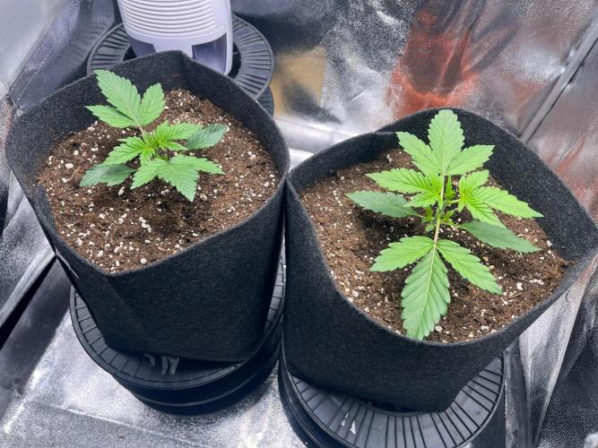 Apple Fritter Auto. Week 2