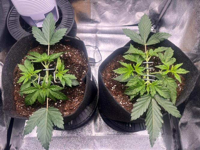 Apple Fritter Auto. Week 3