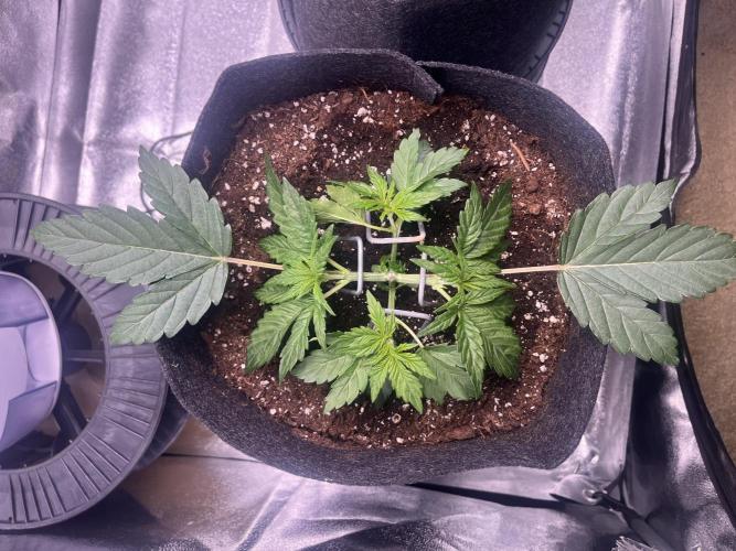 Apple Fritter Auto. Week 3