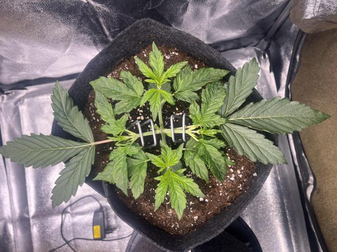 Apple Fritter Auto. Week 3