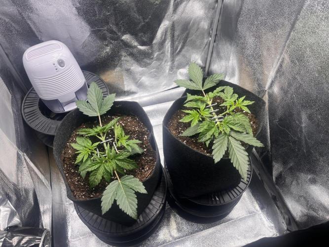 Apple Fritter Auto. Week 3