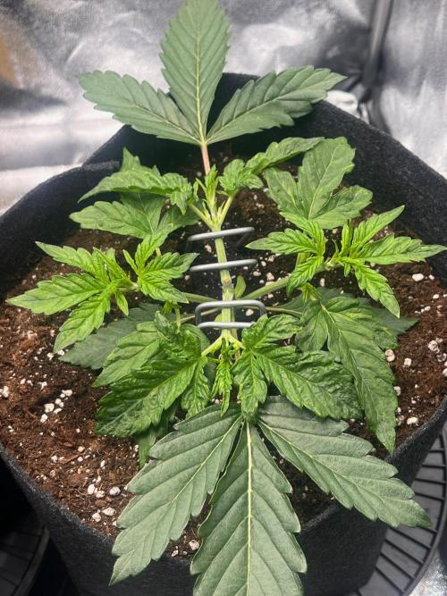 Apple Fritter Auto. Week 3