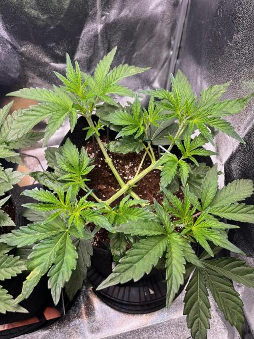 Apple Fritter Auto. Week 4