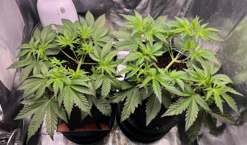 Apple Fritter Auto. Week 4