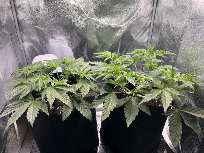 Apple Fritter Auto. Week 4