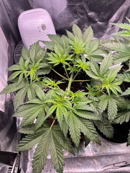 Apple Fritter Auto. Week 4