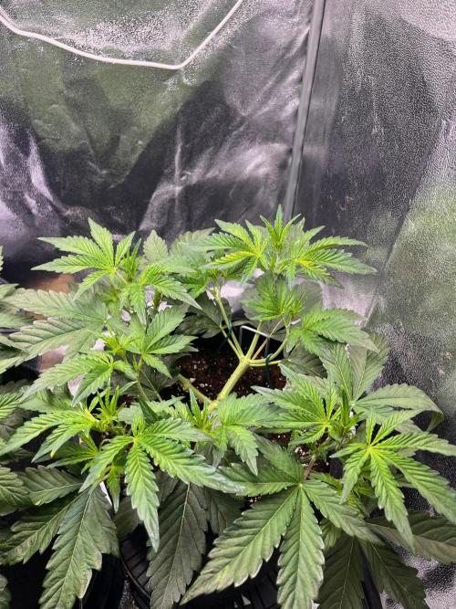 Apple Fritter Auto. Week 4