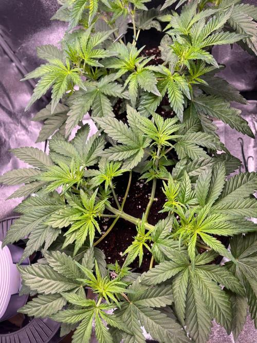 Apple Fritter Auto. Week 4