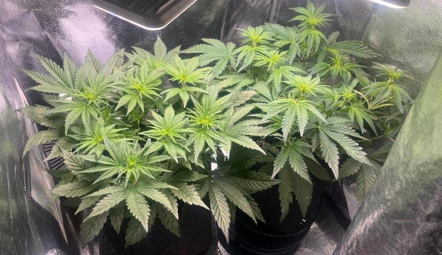 Apple Fritter Auto. Week 5