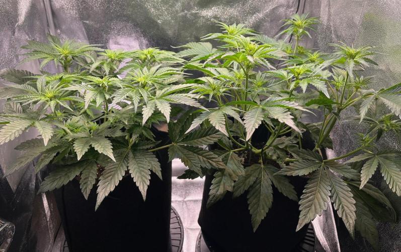 Apple Fritter Auto. Week 5