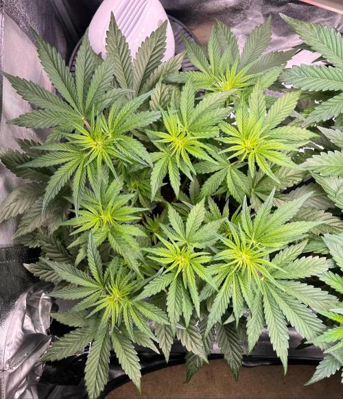 Apple Fritter Auto. Week 5