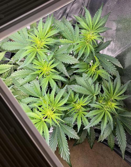 Apple Fritter Auto. Week 5