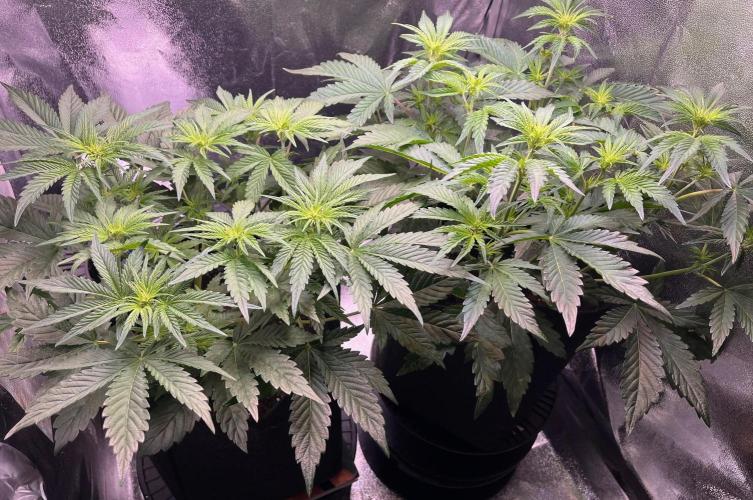 Apple Fritter Auto. Week 5