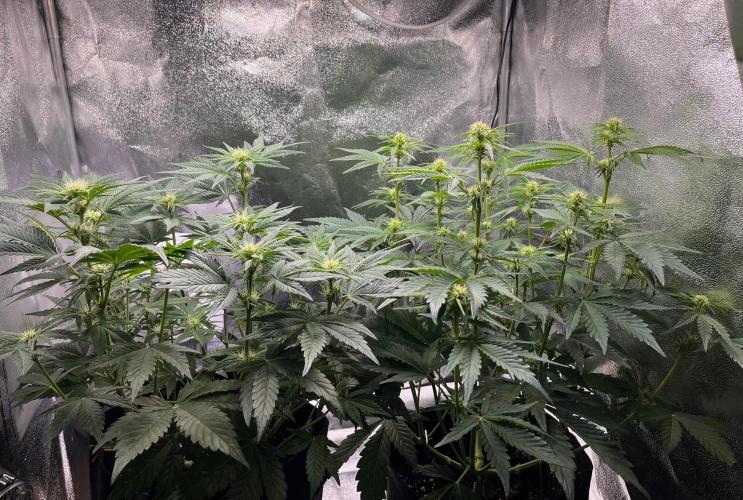 Apple Fritter Auto. Week 6