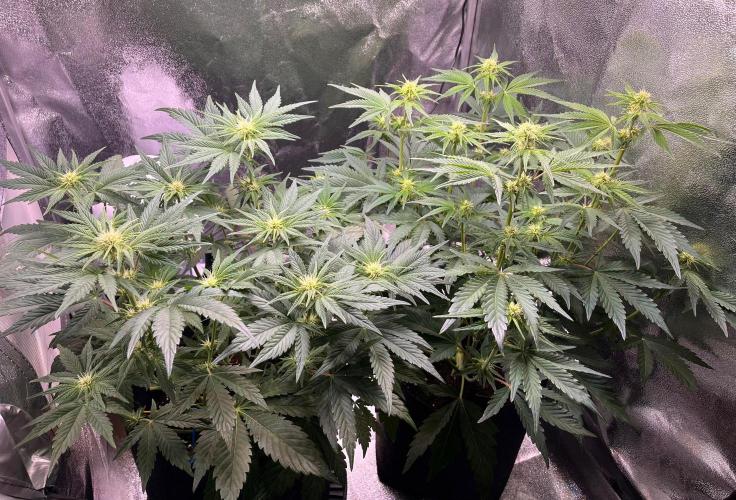 Apple Fritter Auto. Week 6