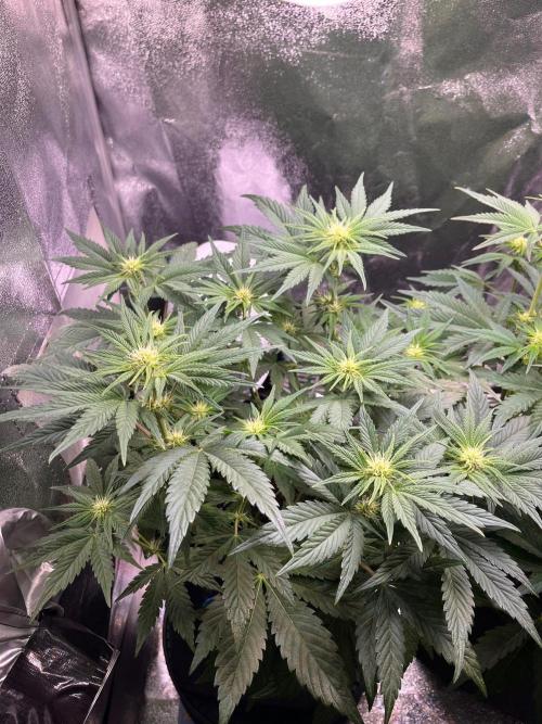 Apple Fritter Auto. Week 6