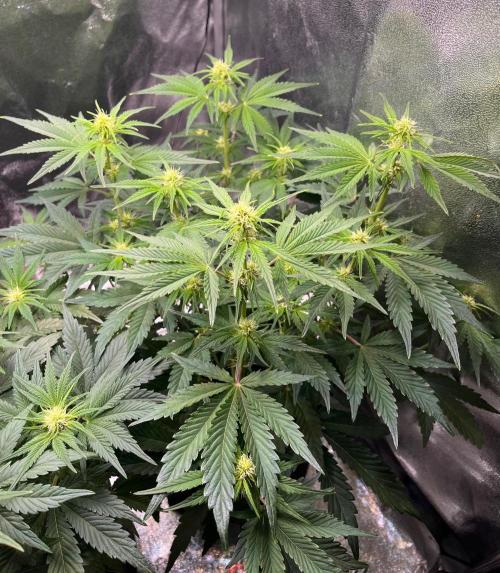 Apple Fritter Auto. Week 6