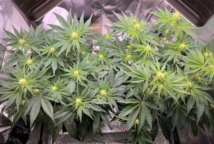 Apple Fritter Auto. Week 6