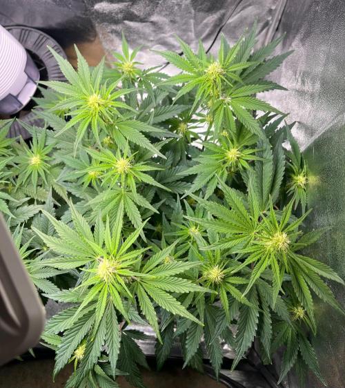 Apple Fritter Auto. Week 6