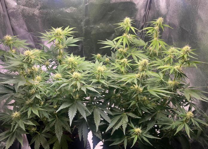 Apple Fritter Auto. Week 7