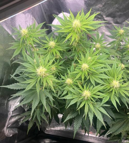 Apple Fritter Auto. Week 7